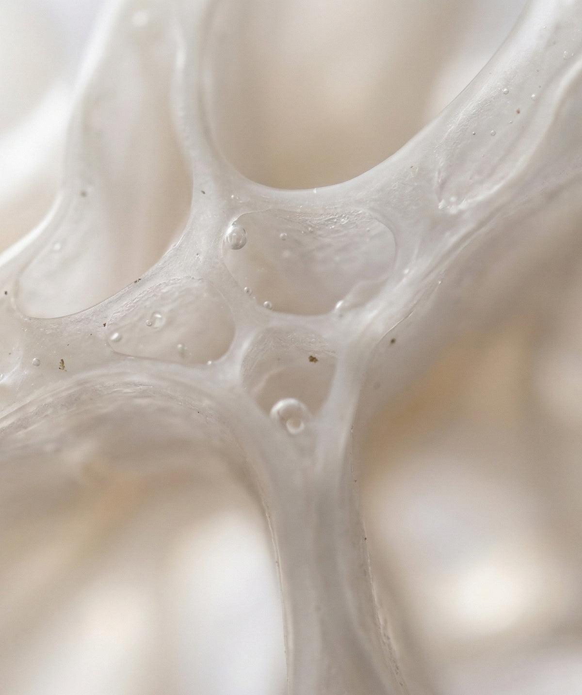 Badiane chinoise (Illicium Verum)