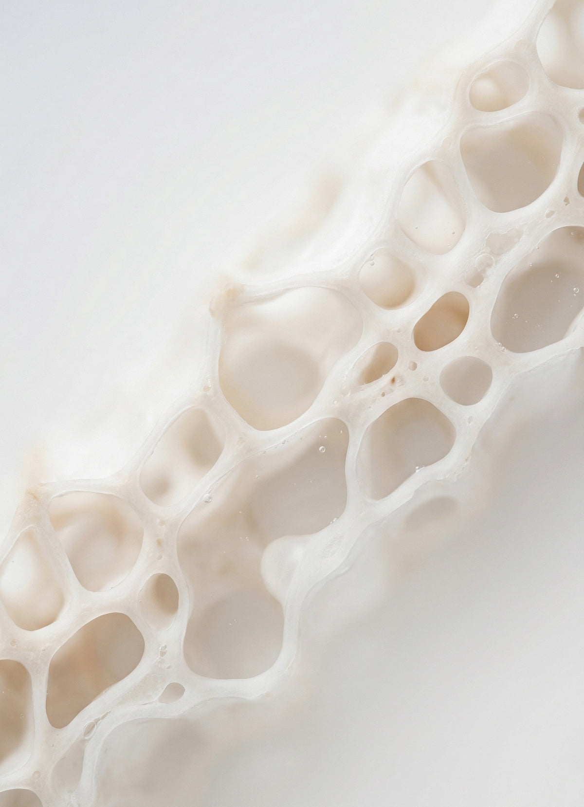 Châtaignier du Japon (Castanea Crenata)